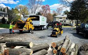 Reliable Quinlan, TX Tree Removal Solutions