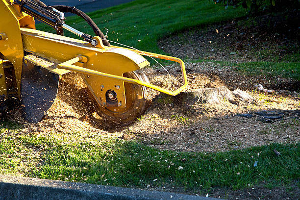 Best Artificial Turf Installation  in Quinlan, TX